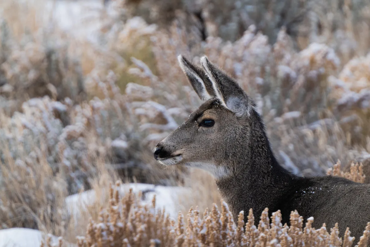 Deer Artwork: A Tender Moment Captured in Nature's Beauty