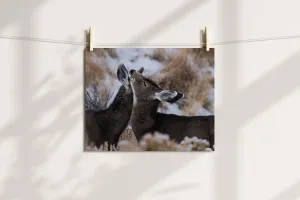 Deer Wall Art: Capturing the Tenderness of Wyoming's Wildlife
