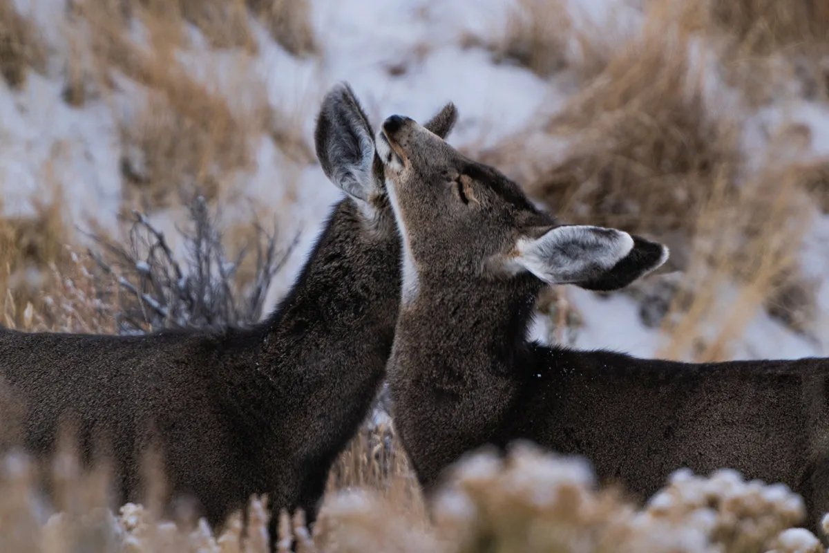 Deer Wall Art: Capturing the Tenderness of Wyoming's Wildlife