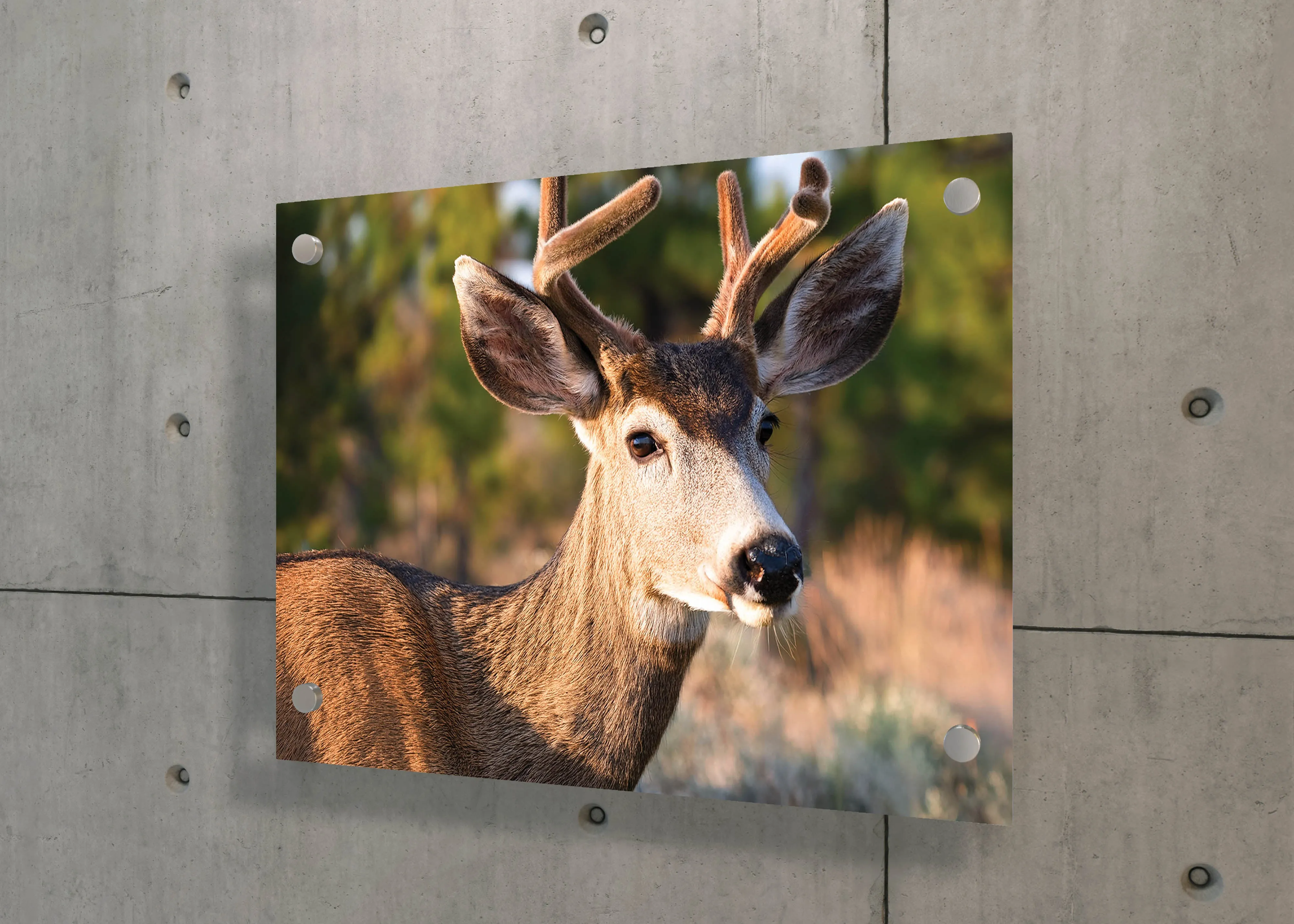 Peaceful Stag – Meadow Watcher: Mule Deer Art - Gentle Animal Portrait