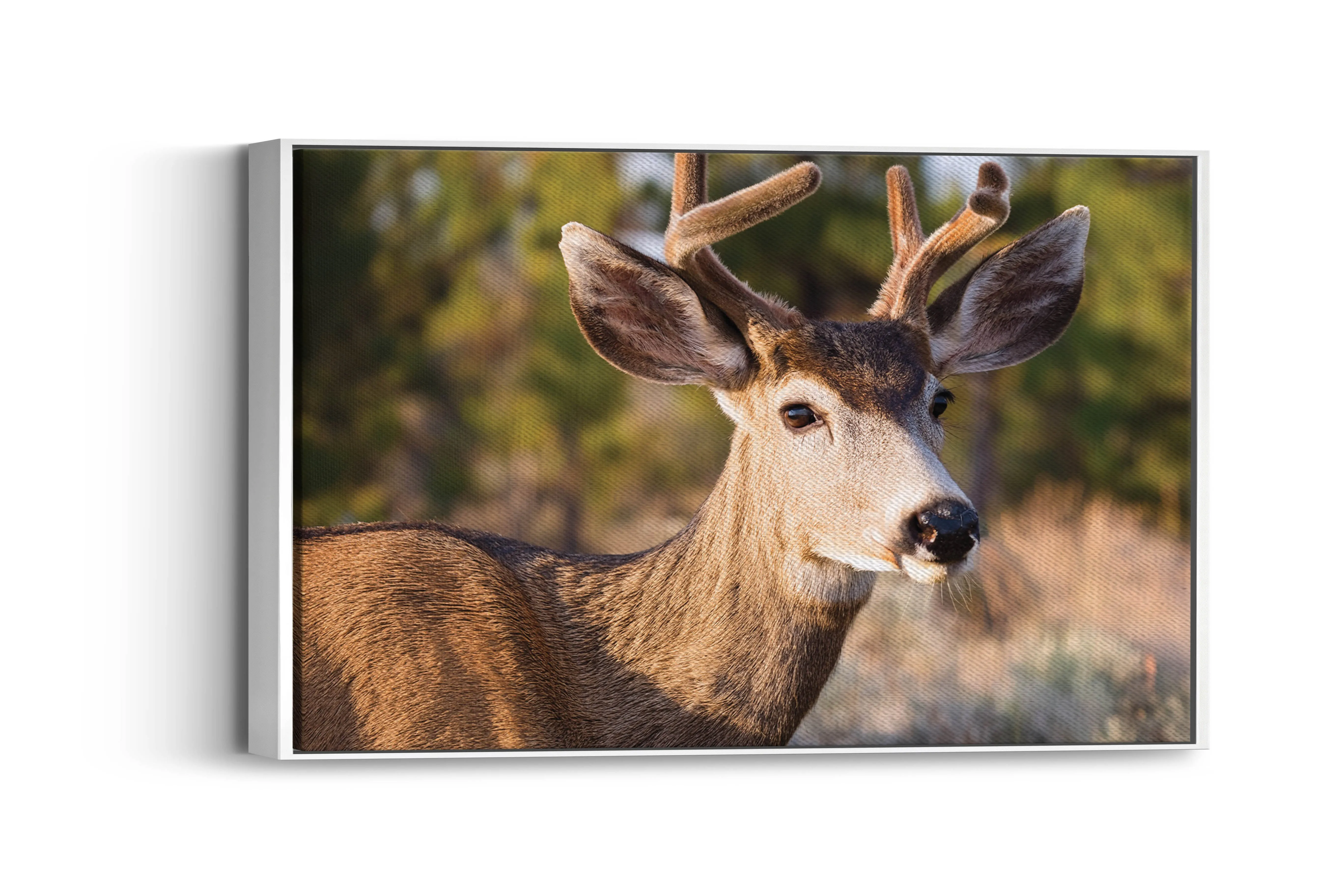 Peaceful Stag – Meadow Watcher: Mule Deer Art - Gentle Animal Portrait