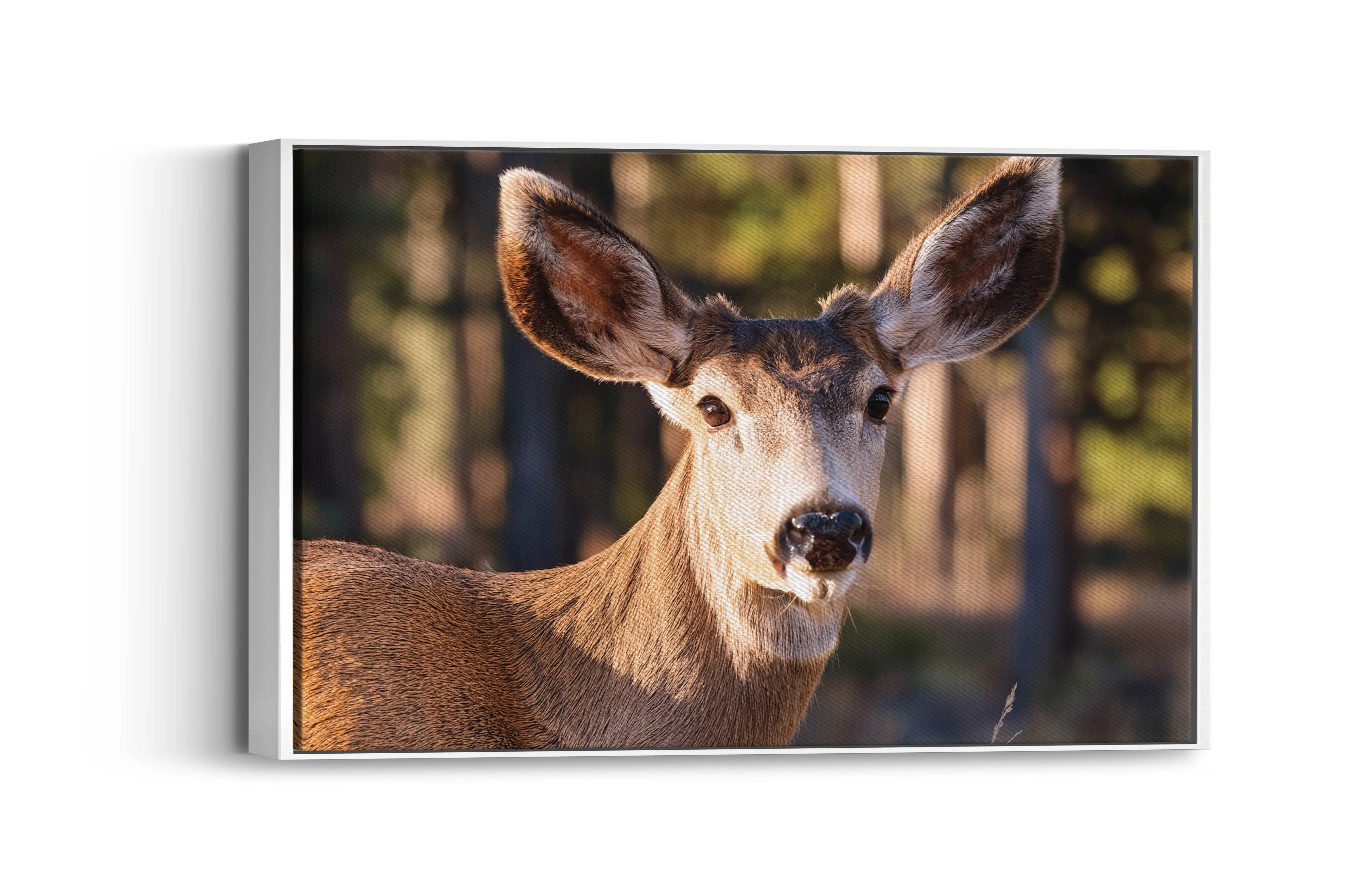 Soft Steps – Mule Deer Calm: Deer in Forest Decor - Peaceful Wildlife Art